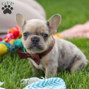 Ike, French Bulldog Puppy